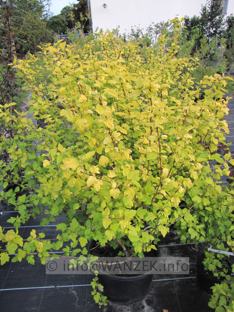 Physocarpus opulifolius Darts Gold 02.JPG